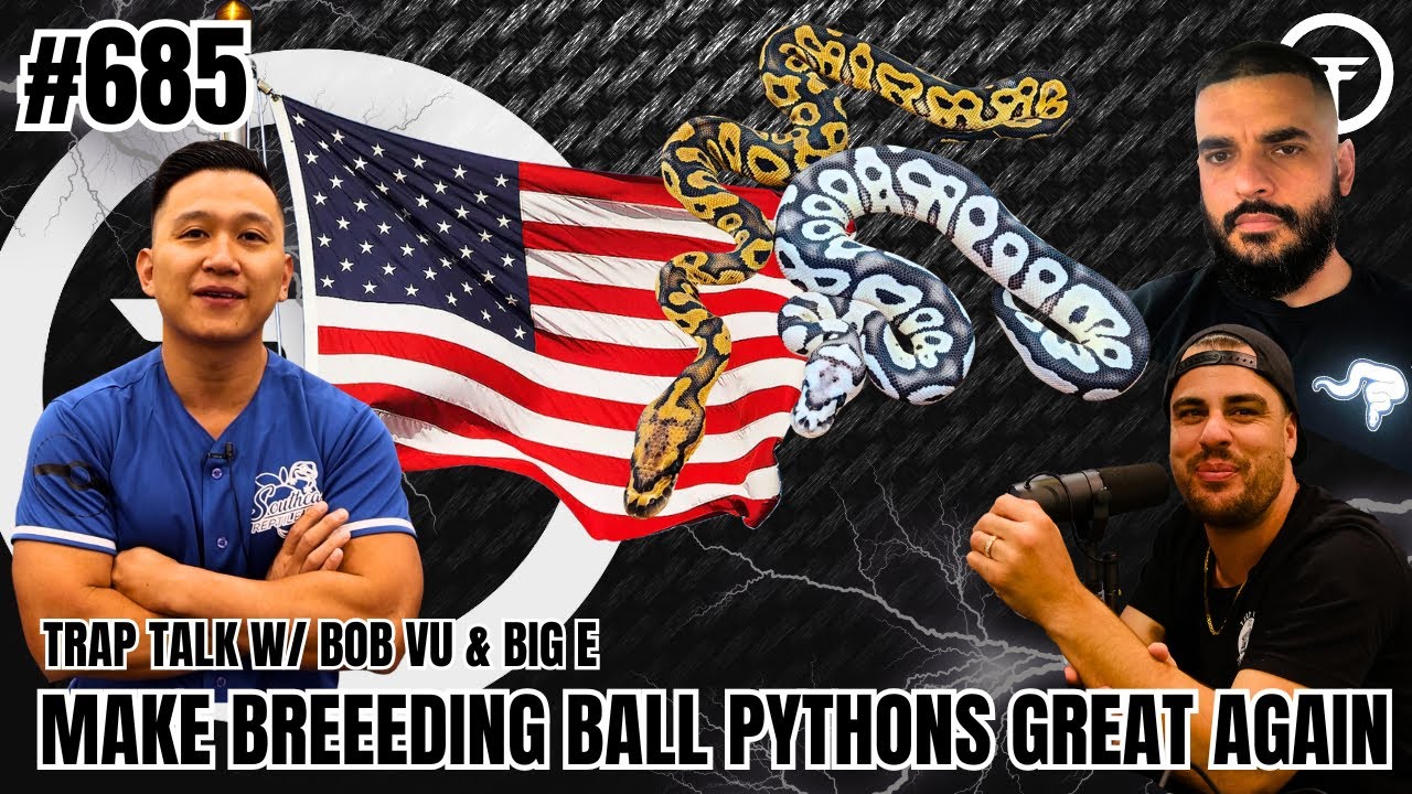 Make Breeding Ball Pythons Great Again | Trap Talk With MJ Live