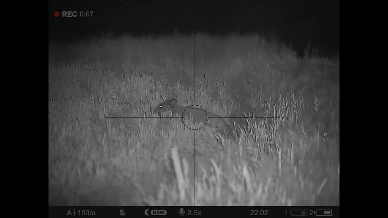 wild boar hunting, wheat boar
