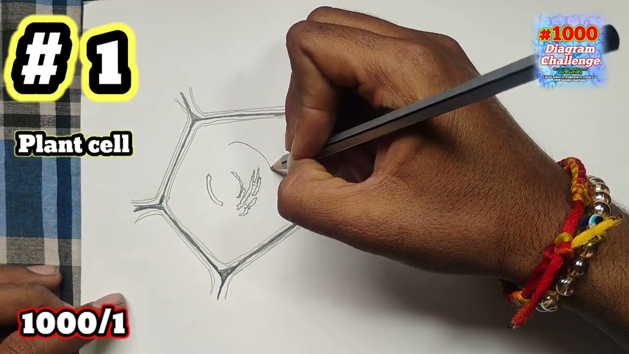 #1000_Diagram_Challenge how to draw plant diagram of plant cell Structure of plant cell