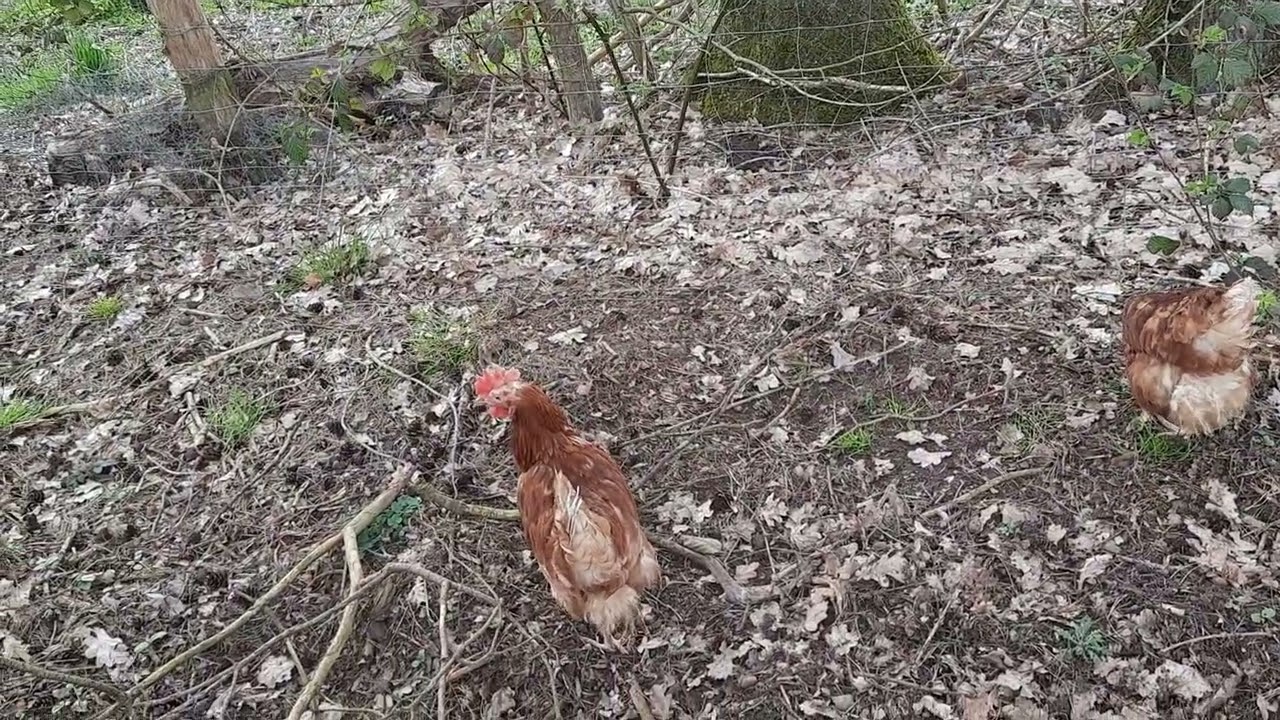 Zwerghahn Camillo und seine f&uuml;nf geretteten Hennen sind ein gro&szlig;artiges Team
