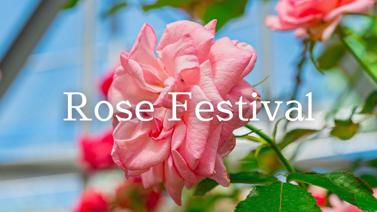 【VLOG】島田ばらの丘フェスティバル / ばらの丘公園 / Rose Festival / Japan / &alpha;7S III / SEL35F14GM / Comica Traxshot