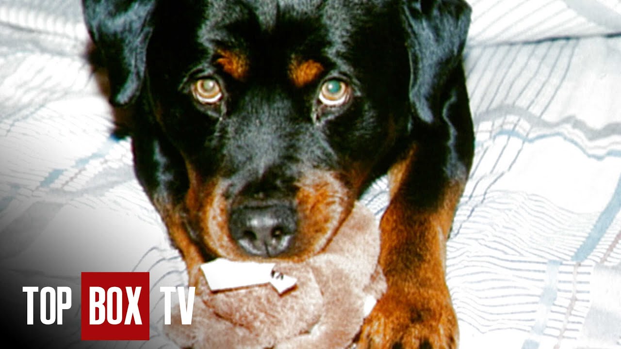 Old Fighting Dog Saves Owner - Animal Miracles 101 - Caesar's Sacrifice