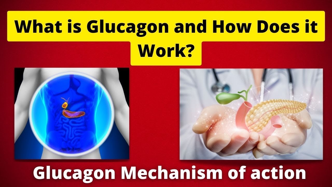 What is Glucagon and How Does it Work?