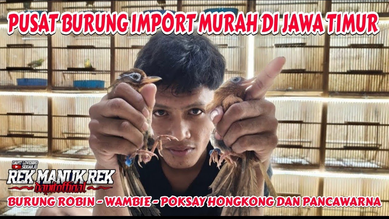 PUSAT BURUNG IMPORT MURAH DI JAWA TIMUR !!! BURUNG ROBIN - WAMBIE - POKSAY HONGKONG DAN PANCAWARNA