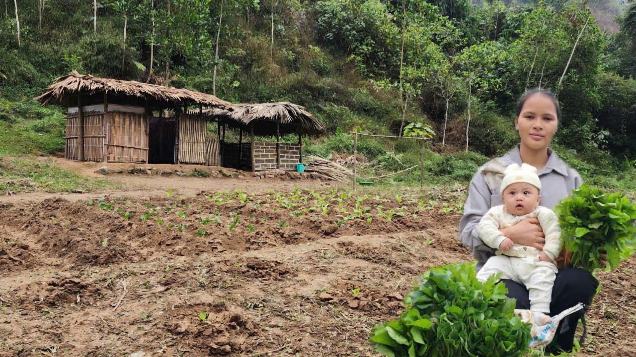 Single mother harvests vegetables to sell - Growing vegetables - Improving her life day by day.