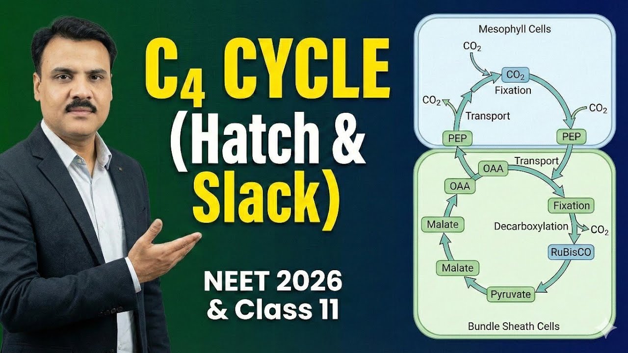 ​C4 Cycle (Hatch & Slack Pathway) | Photosynthesis Class 11 | NEET 2026 & Boards