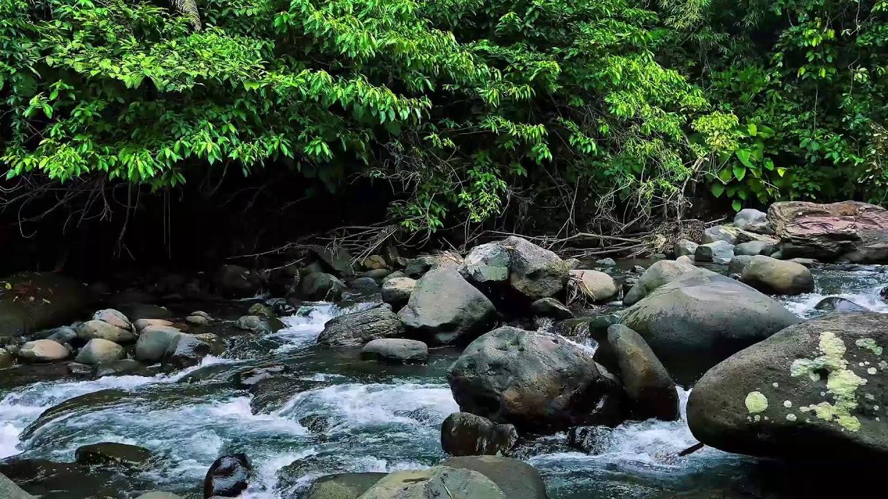 Tropical Forest River Flowing Over Stones &ndash; Real Nature ASMR for Sleep & Focus
