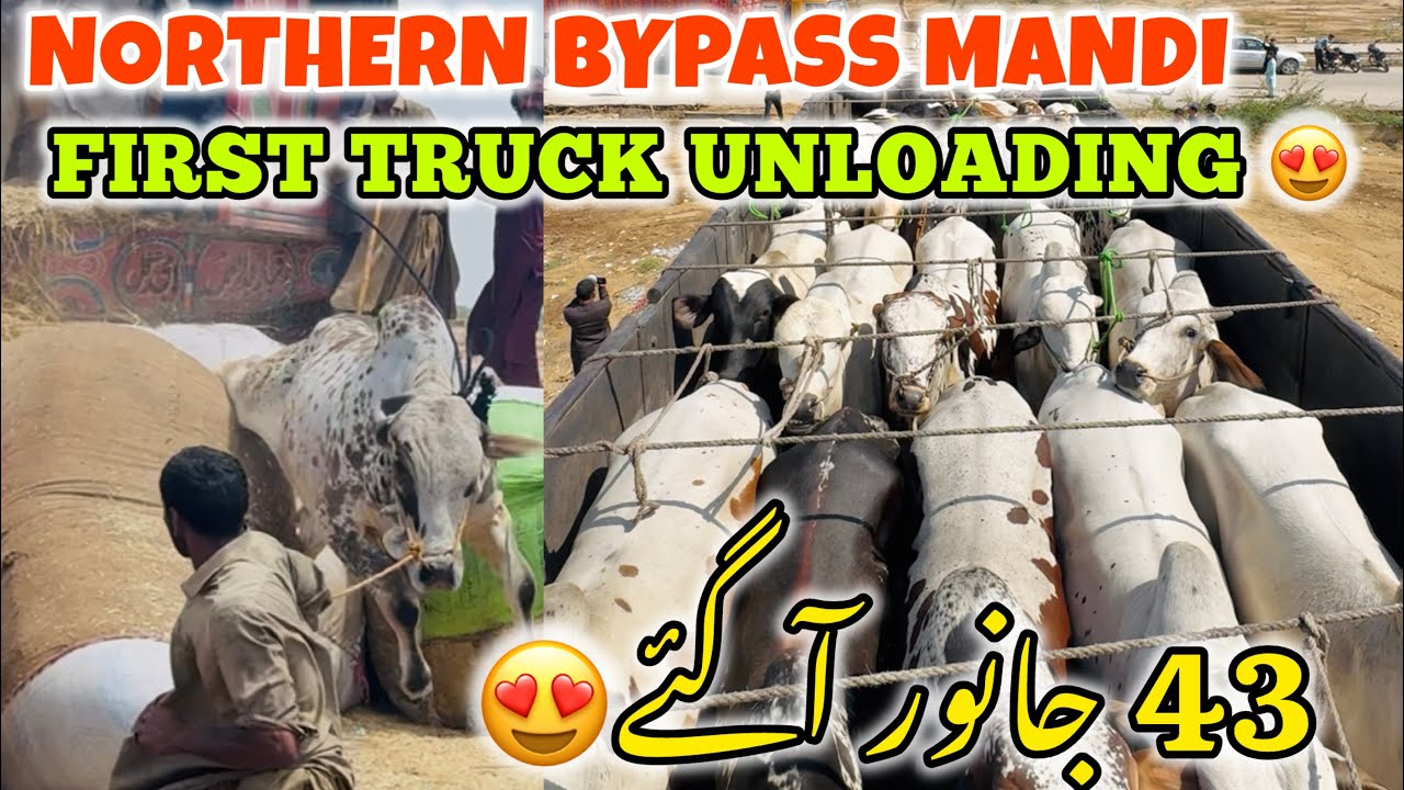 FIRST TRUCK UNLOADING | Northern Bypass Mandi 2026 | Cow Mandi 2026
