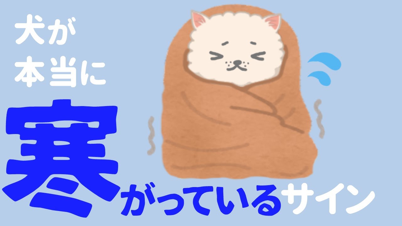 犬も寒い日は寒い！寒がりな犬の特徴・寒さ対策