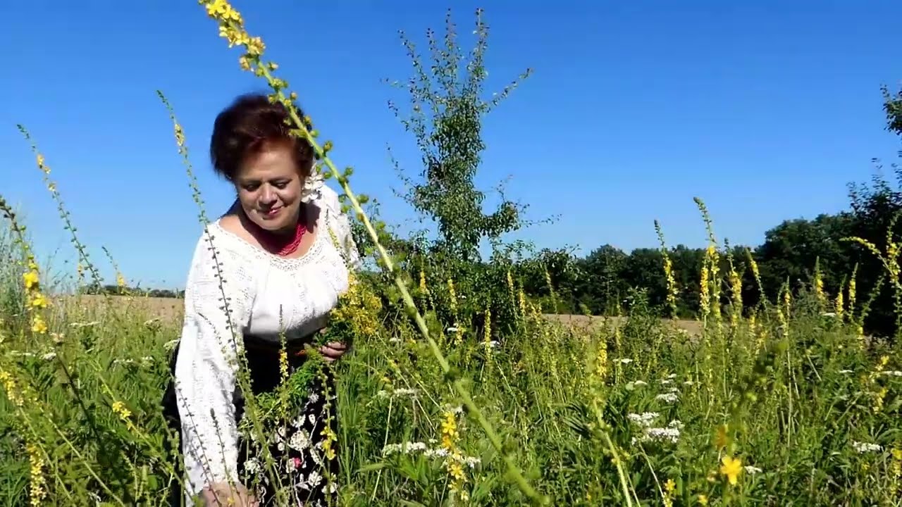 FILUTA BOGDAN - In livadia lui Ion