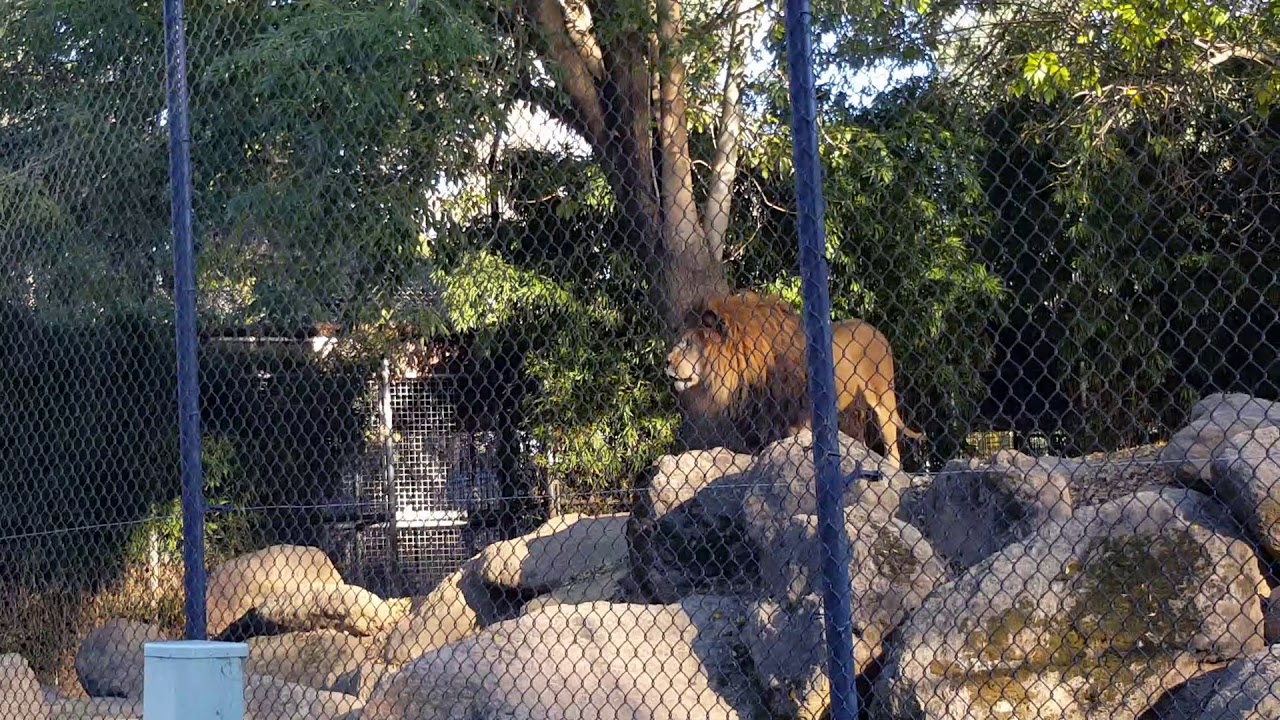 Lion & Tiger roaring at Six Flags Discovery Kingdom