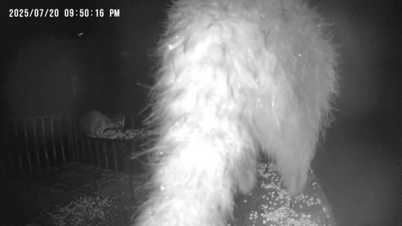 Archive Files of Birdbath Cam Compilation 20250721 A