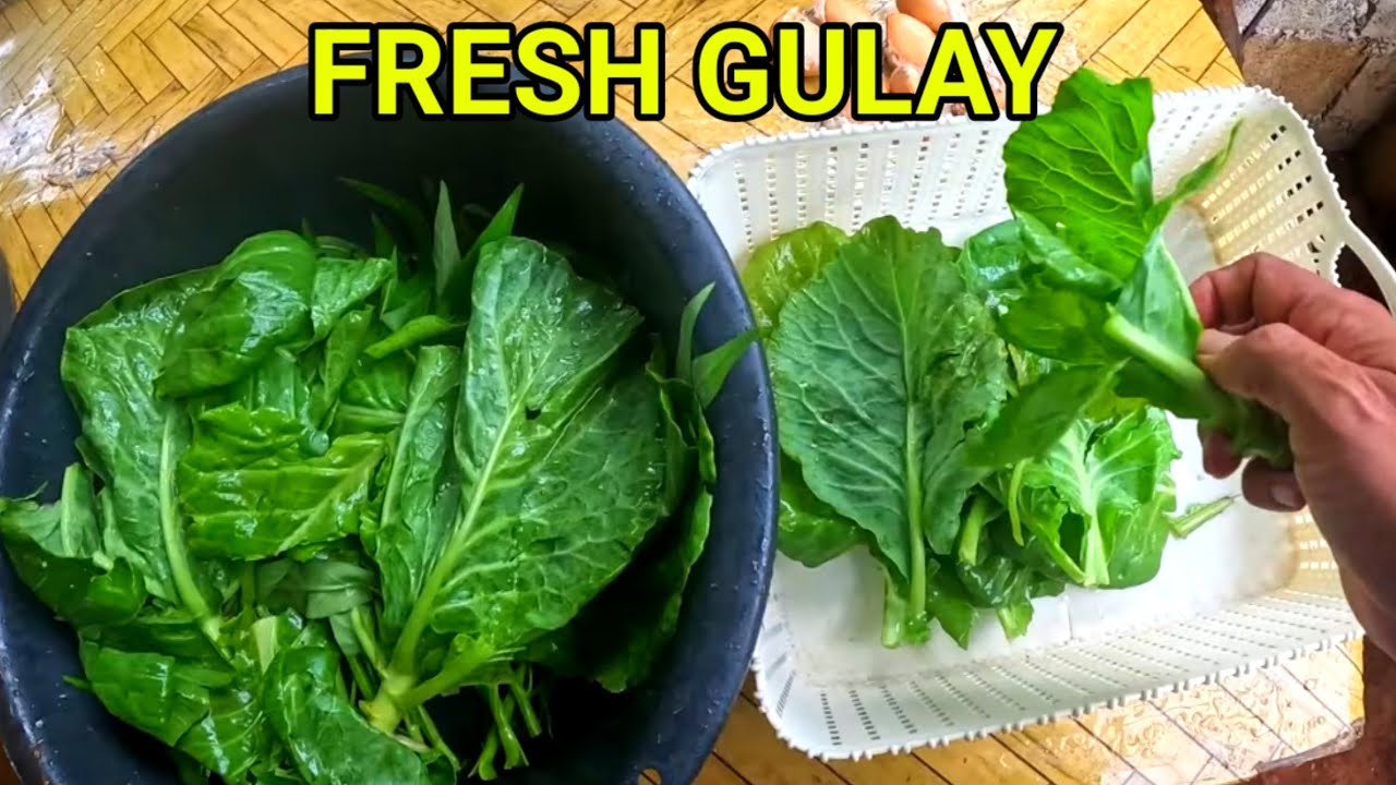 FRESH GULAY FROM OUR FARM 🙂