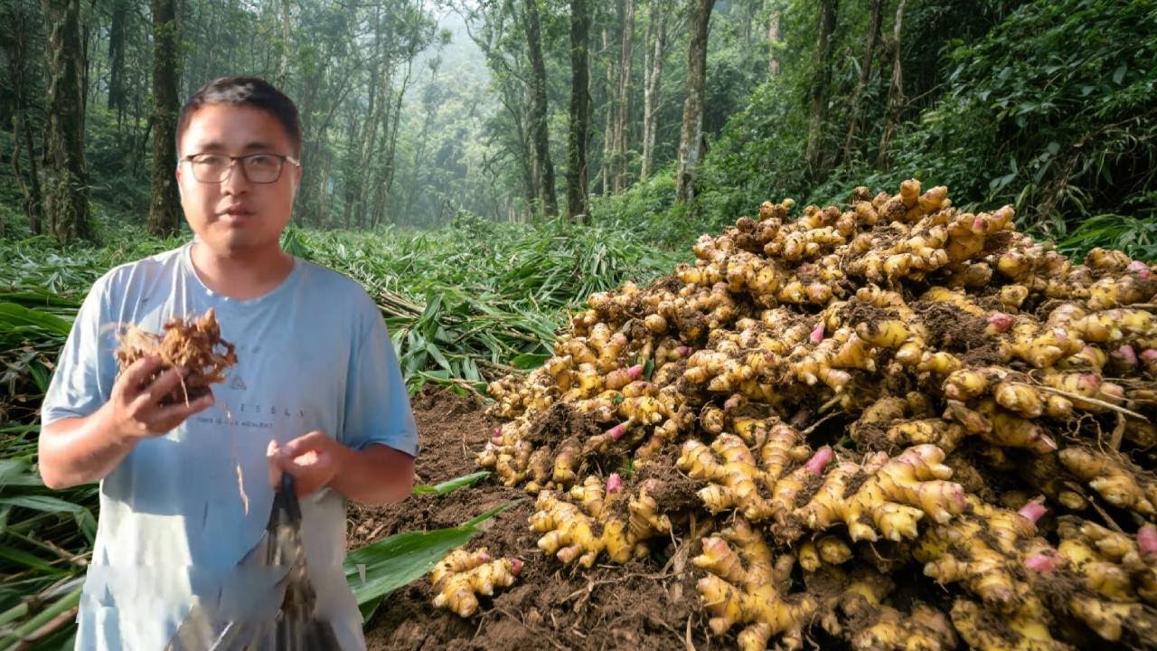冬宝去山谷挖野生姜，发现河滩干涸，溪石斑随手都能抓到，真过瘾！#农村生活