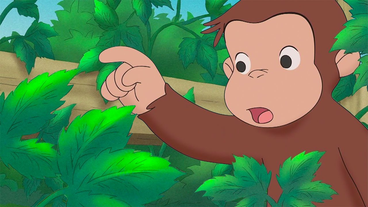 Be Careful Around Poison Ivy 🌱 | Curious George Compilation | Adventure & Play
