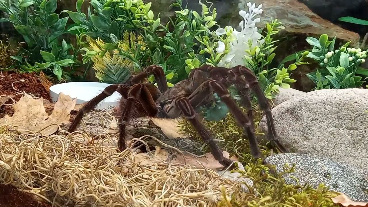 THERAPHOSA BLONDI ATTACKING A HORNWORM