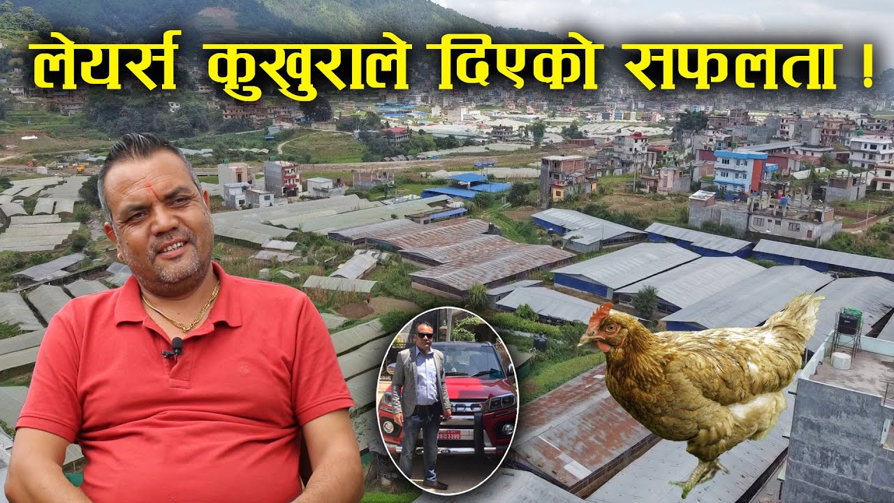 लेयर्स कुखुरा पालनमा कसरि सफल बन्ने ? यस्तो छ तरिका ! Dharma Raj Dani | Poultry business