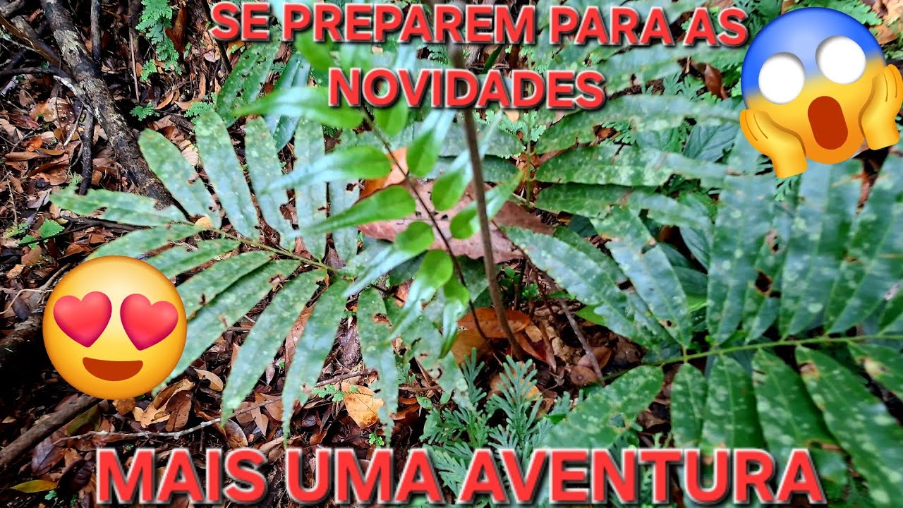 Novo capítulo  encontrei lindas plantas novas aventura #plantas #jardim #flores #natureza 