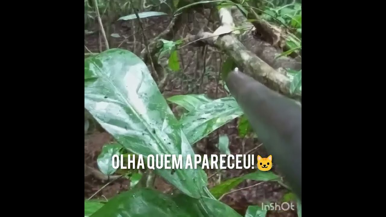onça aparece na espera de cutia 😱🐆
