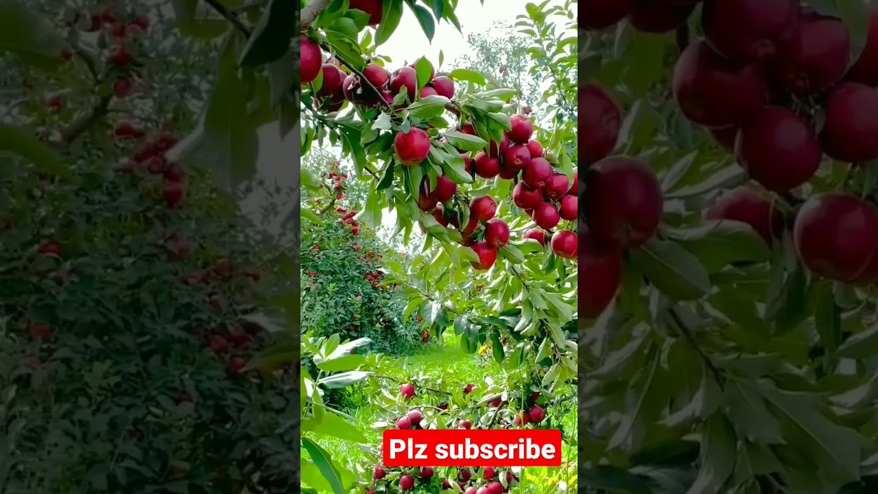 The amazing apple tree #apple #seba #agriculture #fruit #redapple #reels #shorts