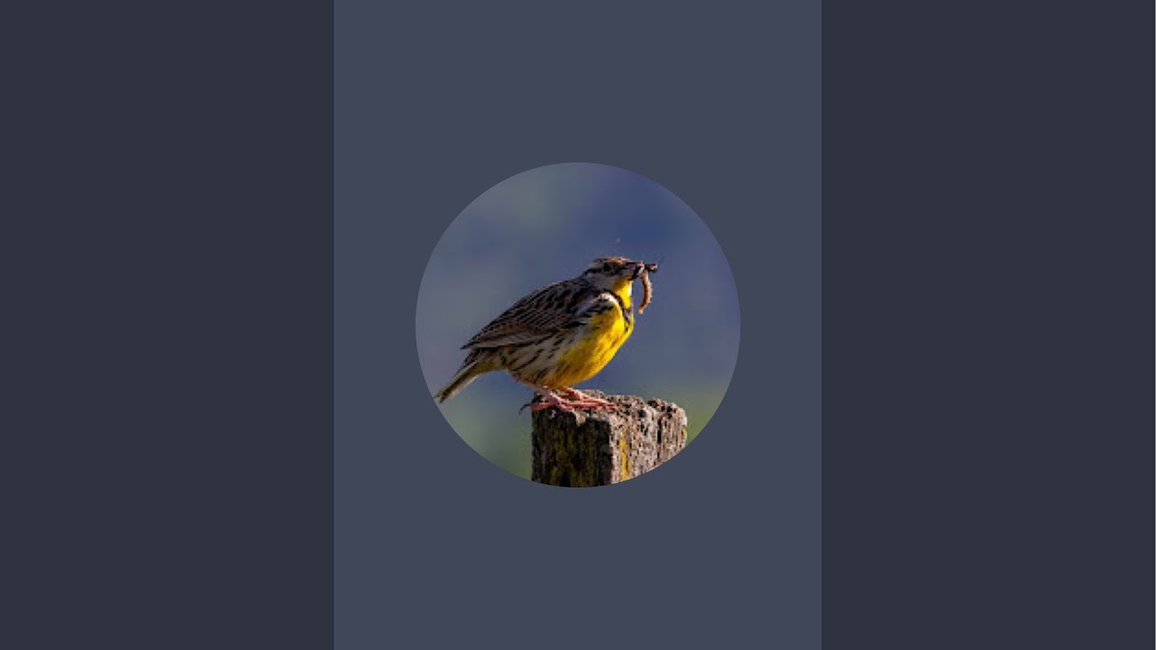 Relaxing  Bird feeder is live!