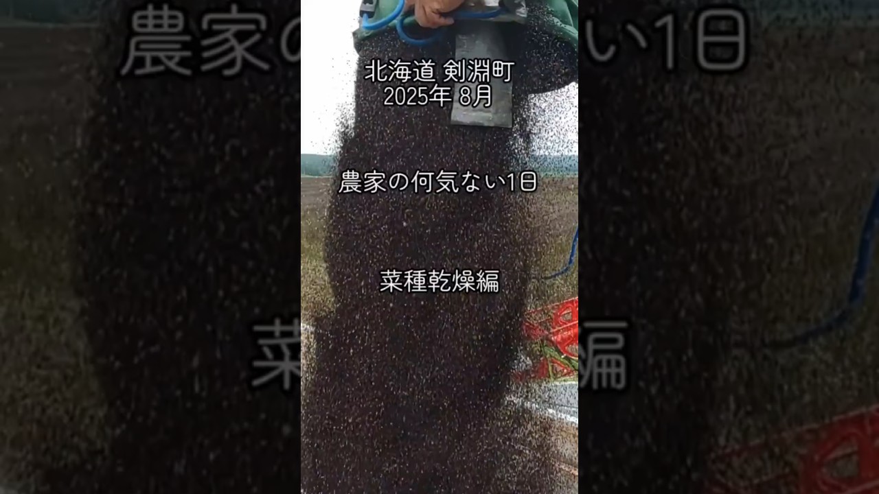 農家の何気ない1日　菜種乾燥編 #現代農業 #菜種