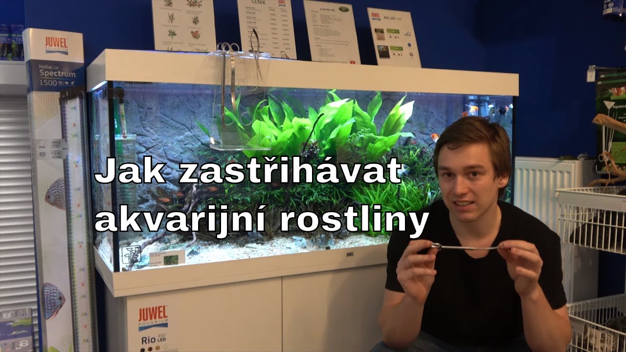 Juwel Akvarium - Jak zastřihávat akvarijní rostliny