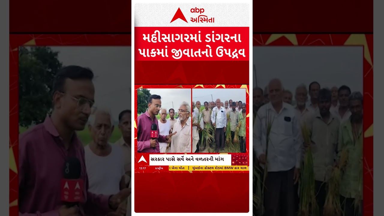 Mahisagar | ડાંગરના પાકમાં ચુસીયા પ્રકારની જીવાતનો ઉપદ્રવ જોવા મળતા ખેડૂતો ચિંતામાં