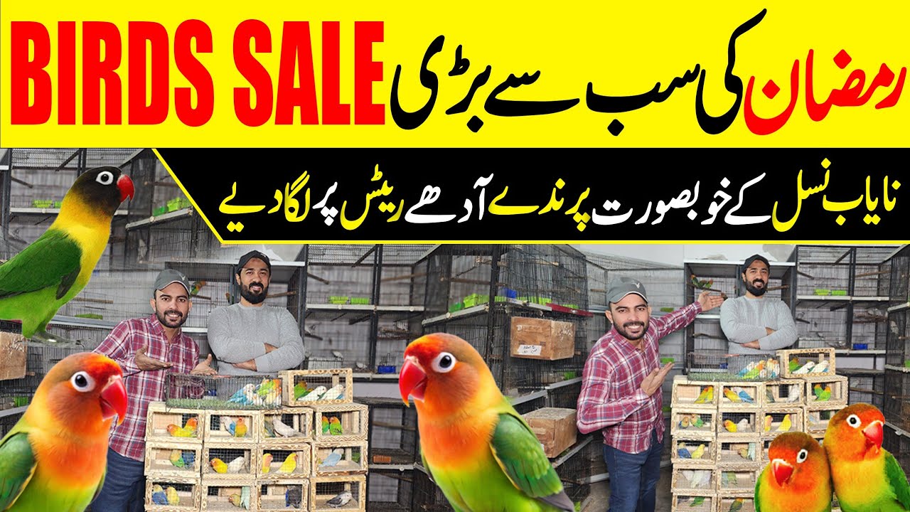 Рамзан предлагает гай Бохат Кам Рейт пр #lahorientertainmentchannel #birds #lovebirds #pets #parrot