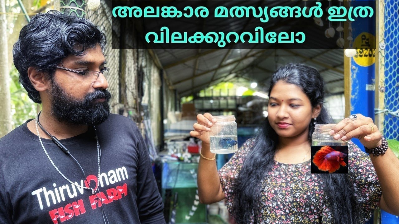 2 രൂപ മുതൽ GOLD FISH;Thiruvonam fish farm 🐠...Ornamental fishes വർഷങ്ങളായി കൈകാര്യം ചെയ്യുന്ന യുവാവ്