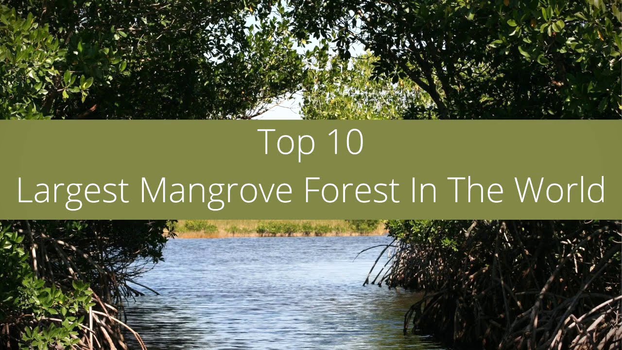 Top 10 Largest Mangrove Forest in the World @toptenquiz