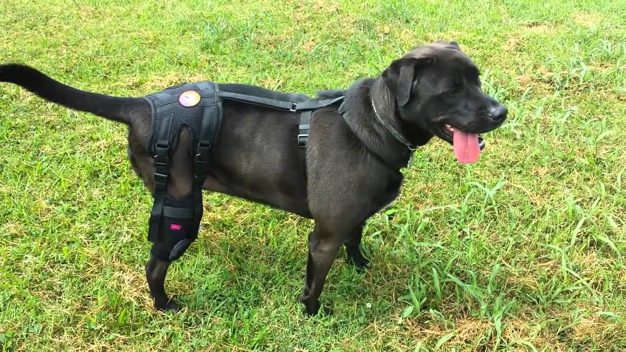 Orthodog Cruciate Care Knee Brace Review
