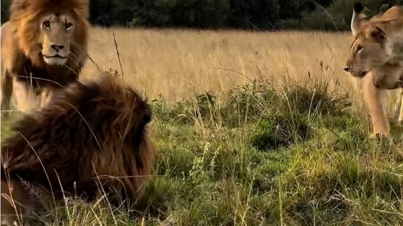 This lioness seemed more attracted to the darker maned lion