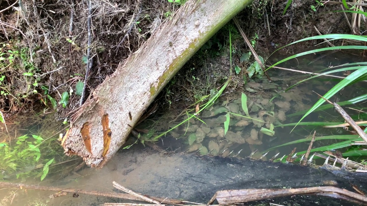 【4K】Cryptocoryne scurrilis at oil Palm Plantations in Pekanbaru