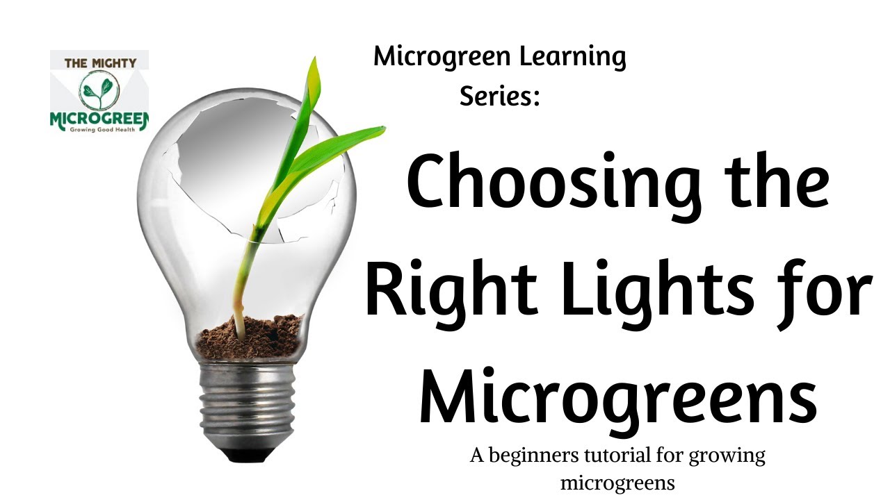Choosing Lights for Microgreens