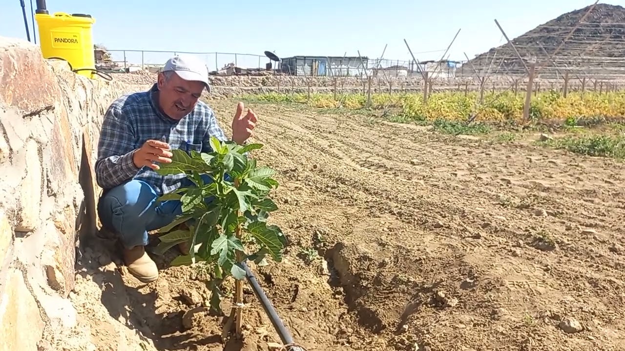 أسباب وجود وطريقة علاج العناكب على أشجار التين  Super Simple Spider Mite Control and Prevention