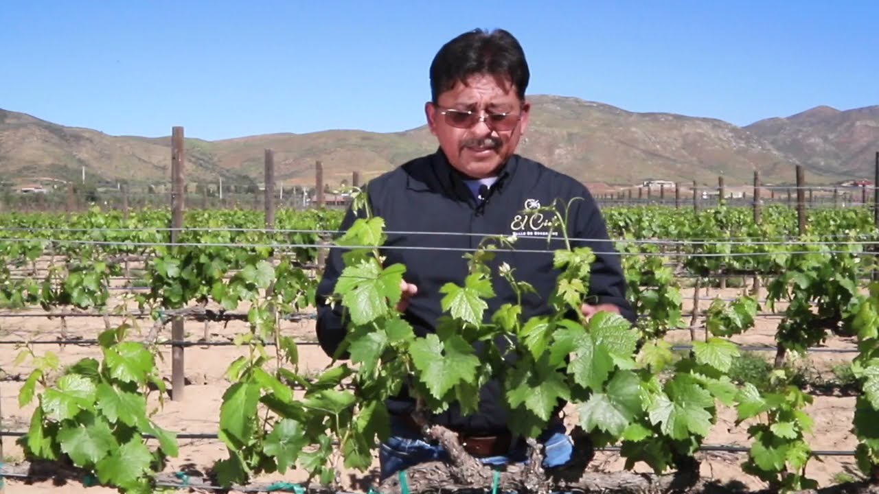 El Desbrote, con el Ingeniero Flores