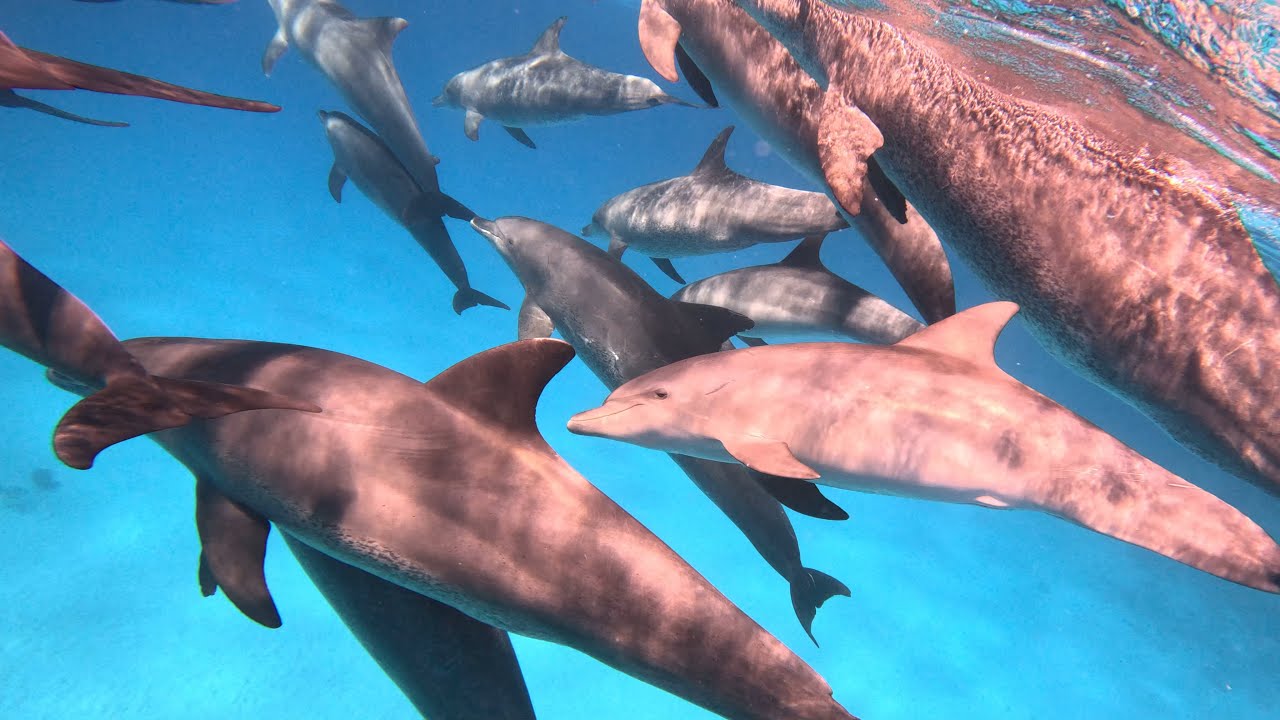Best of  Delfinschwimmen , swim with dolphins, in Hurghada mit SimSim im April 2023