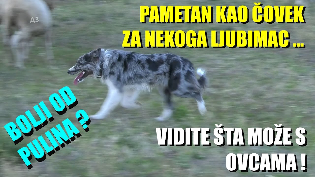 OVAJ PAS JE ČUDO !  Pametan kao ČOVEK - najpametniji ovčarski PAS na svetu -drugima je ljubimac...