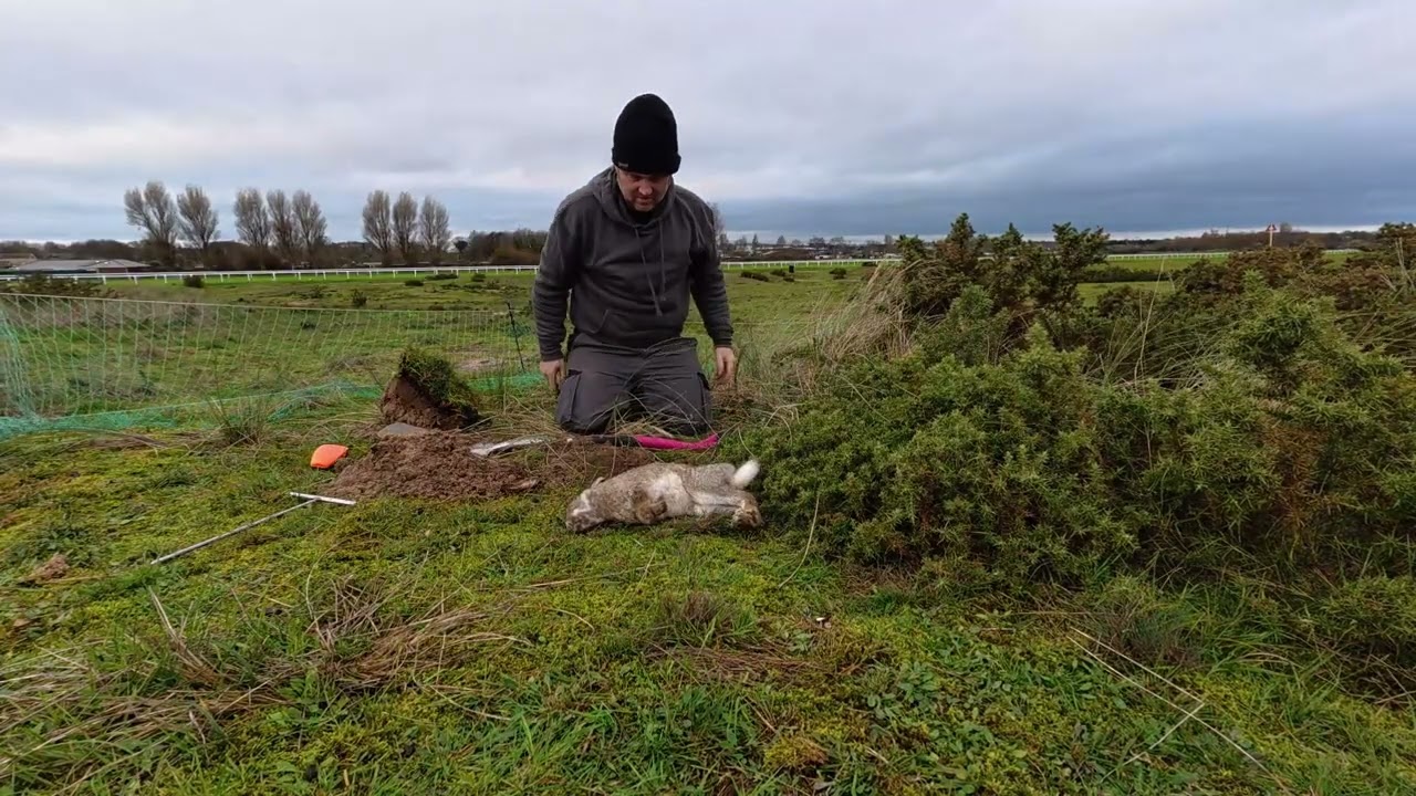 Locating and digging down to a ferret on a rabbit in sand. Ferreting with longnets.