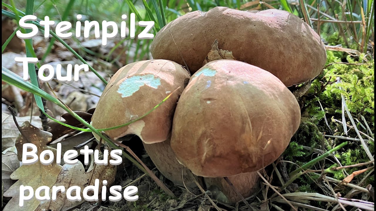 🍄Steinpilz Tour - 🍄Boletus Paradise 2022