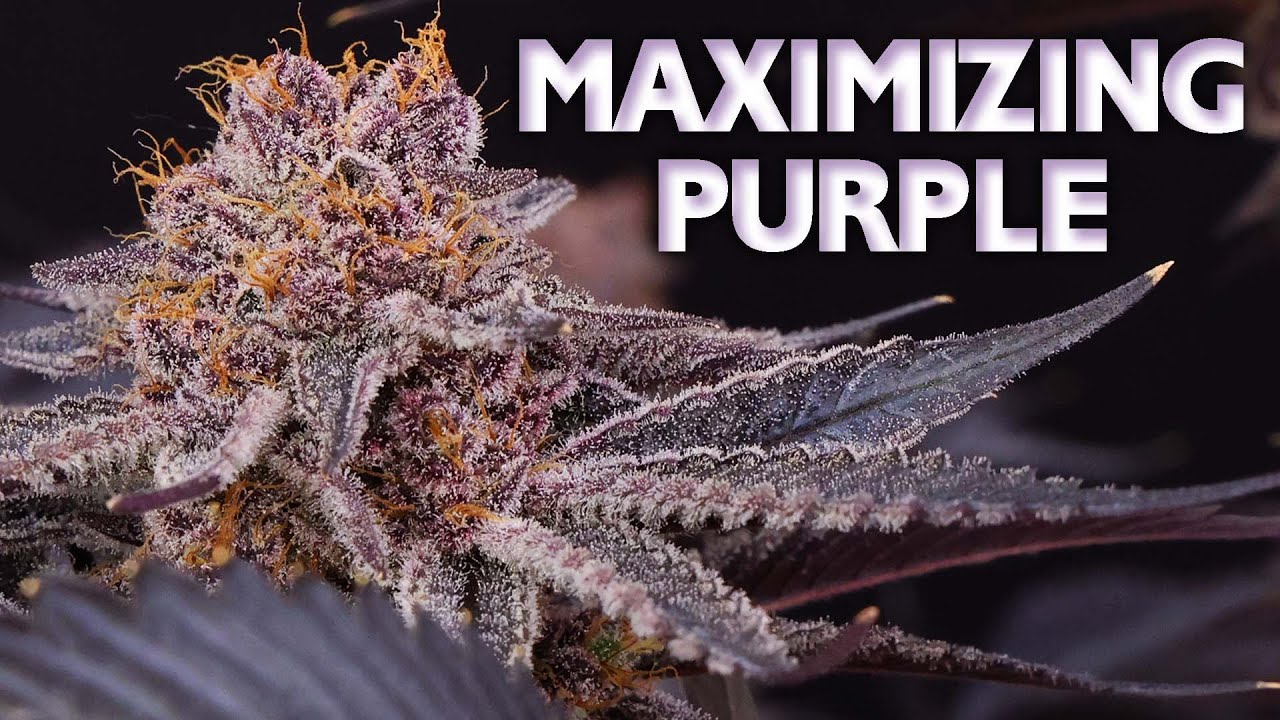 Top 5 Secrets to Maximizing Purple in Buds &ndash; P Mix Recipe Included - How to Grow Purple Weed