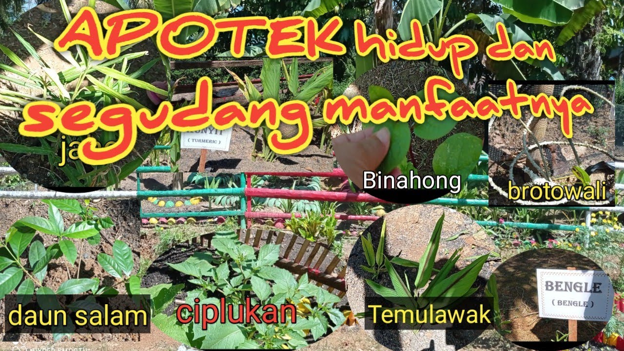 Budidaya tanaman Apotek hidup, sumber  obat herbal  ampuh atasi berbagai penyakit dan virus