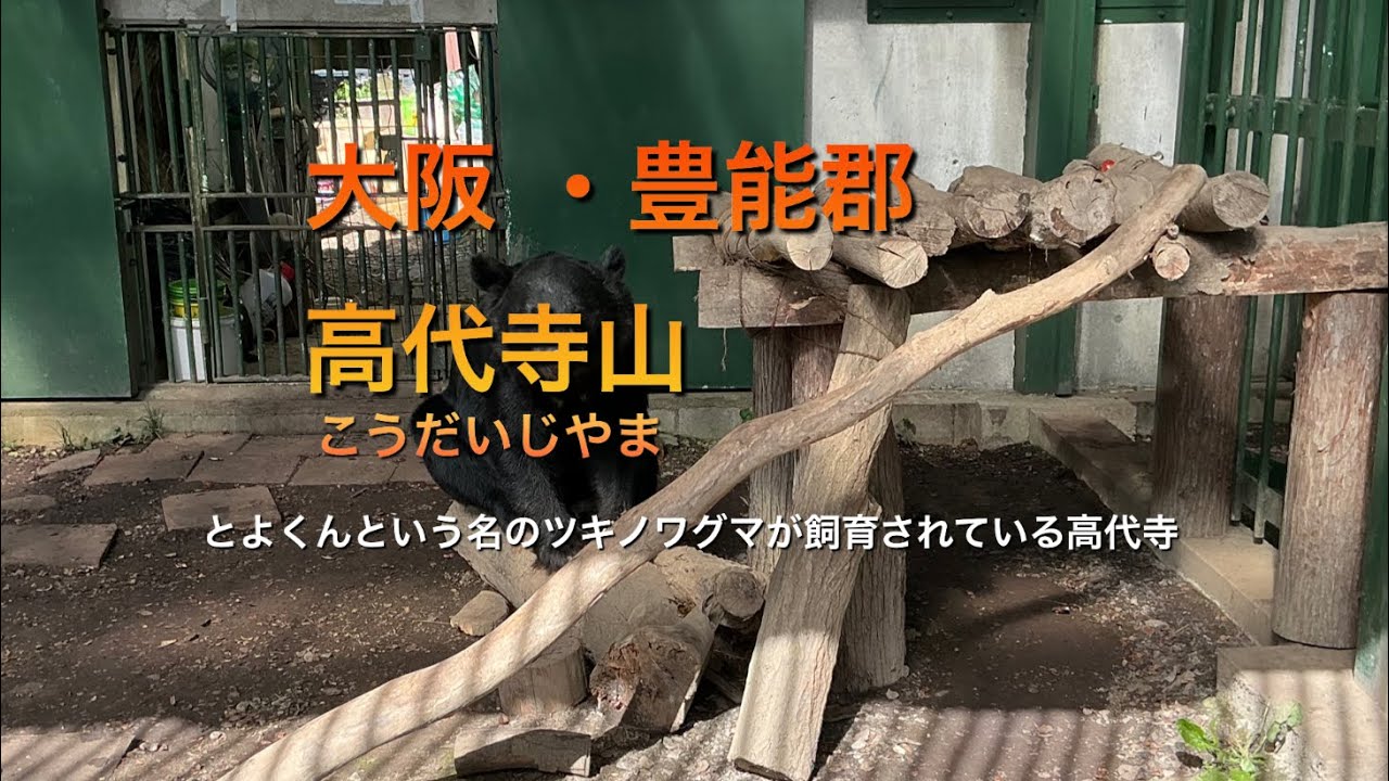 「大阪・豊能郡」ツキノワグマが飼育されている高代寺　2025.10.28