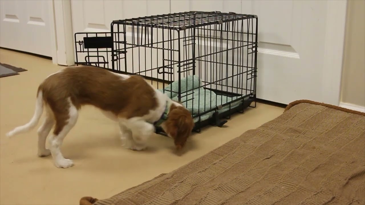 Crate entry, session #1, shaping this new behavior