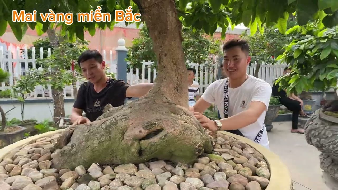 Giao lưu các nhà vườn Mai vàng Yên Tử - nhiều tác phẩm độc lạ miền Bắc