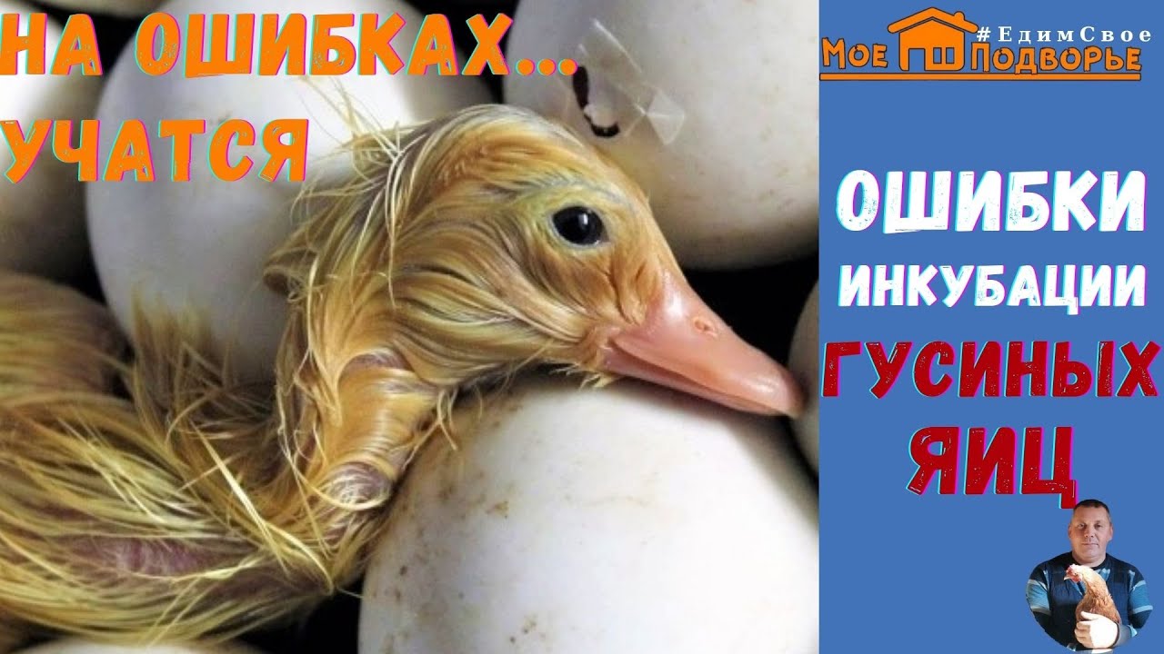 ОШИБКИ ИНКУБАЦИИ ГУСИНЫХ ЯИЦ. 