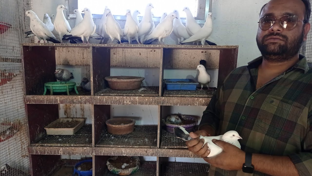 pigeon farm || fancy pigeon farm || kalduma pigeon || kalduma kabootar || anis thekedar