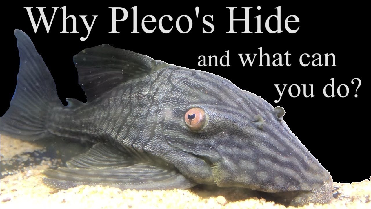 Why Plecos (L numbers/Loricariids) Hide? What can you do about it? #lnumber #pleco #plecostomus