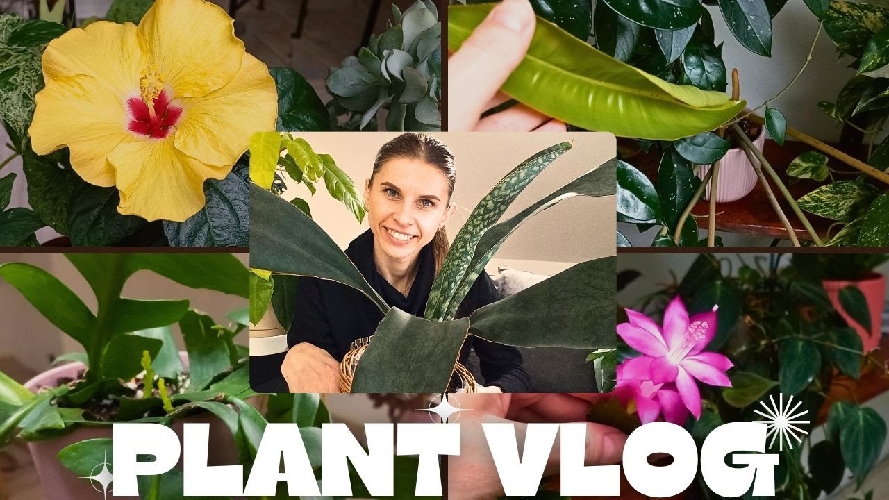 Pant Vlog | Doczekałam się🌺 | Przesadzam Masonianę